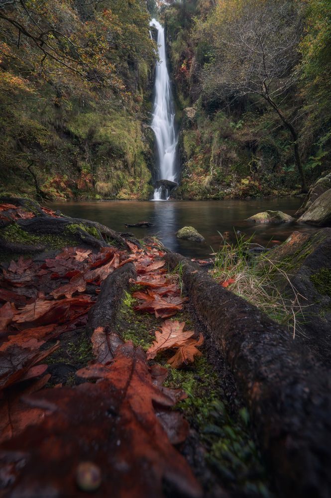 A path full of leaves!