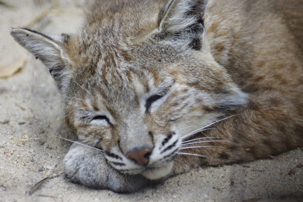 Photograph by Francisco Ferreira