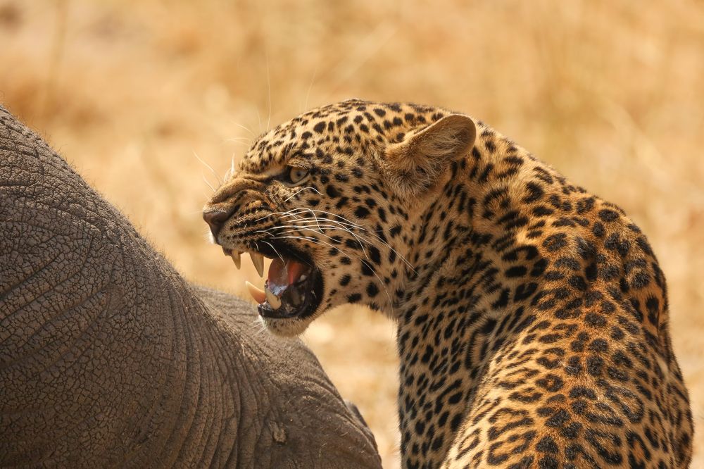 Photograph by Raquel Barao