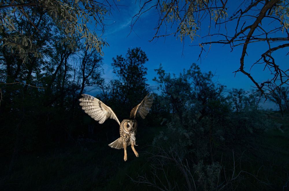 Крылатый призрак