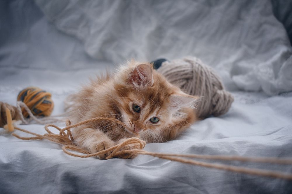 Photograph by Teodora Sarbinska