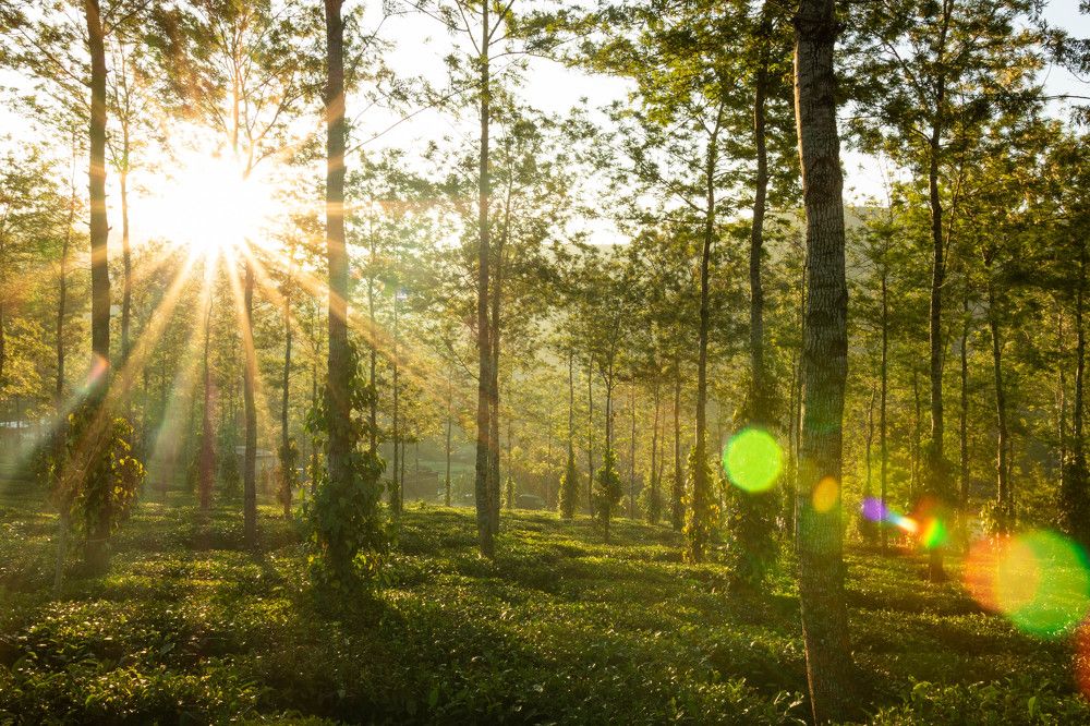 Our star shines into the woods