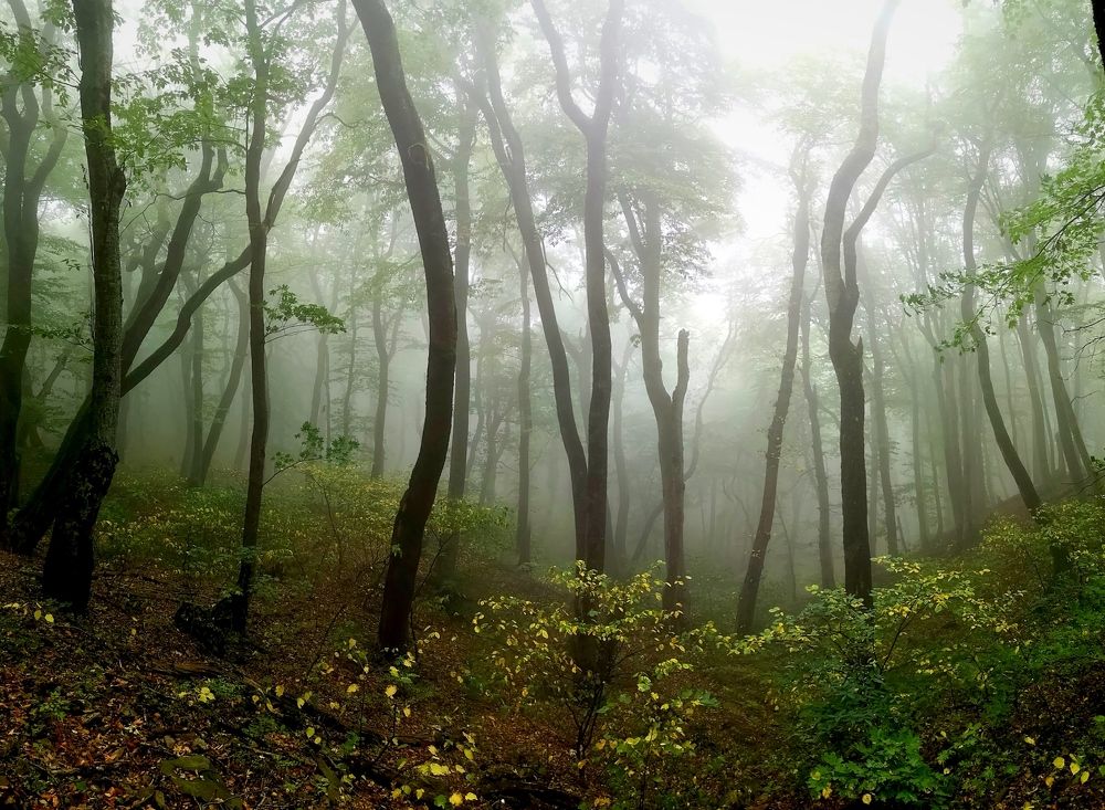 Photograph by Владимир Кривенко