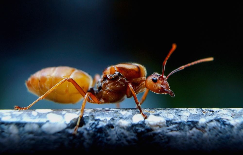 Photograph by Yusuf Buchari