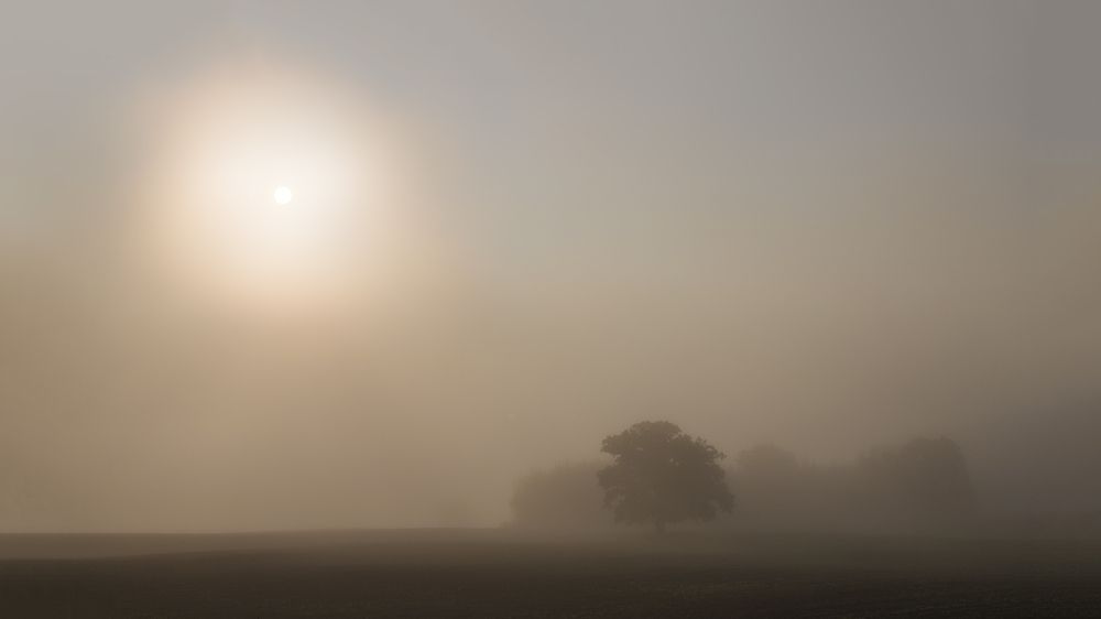 Morning fog