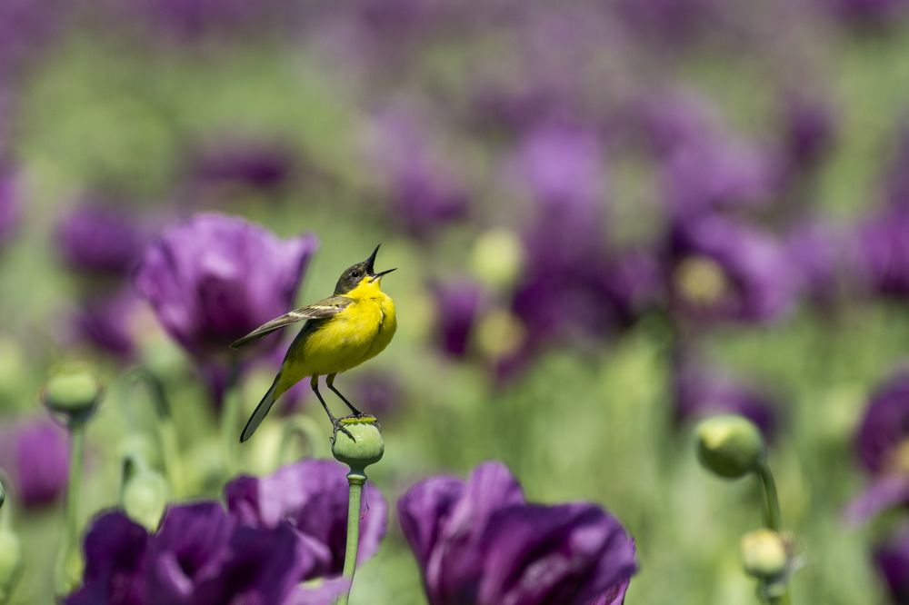 Photograph by Predrag Kostin