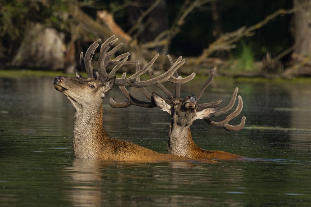 Photograph by Predrag Kostin