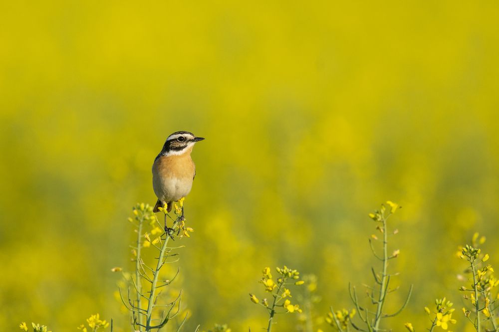 Photograph by Predrag Kostin