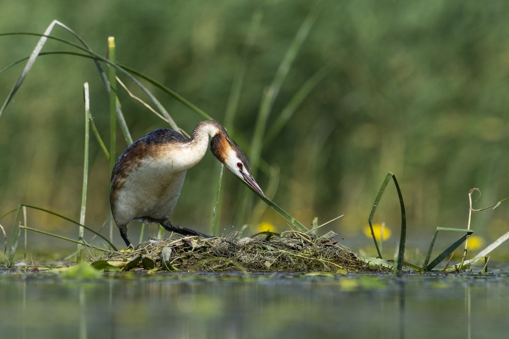 Photograph by Predrag Kostin