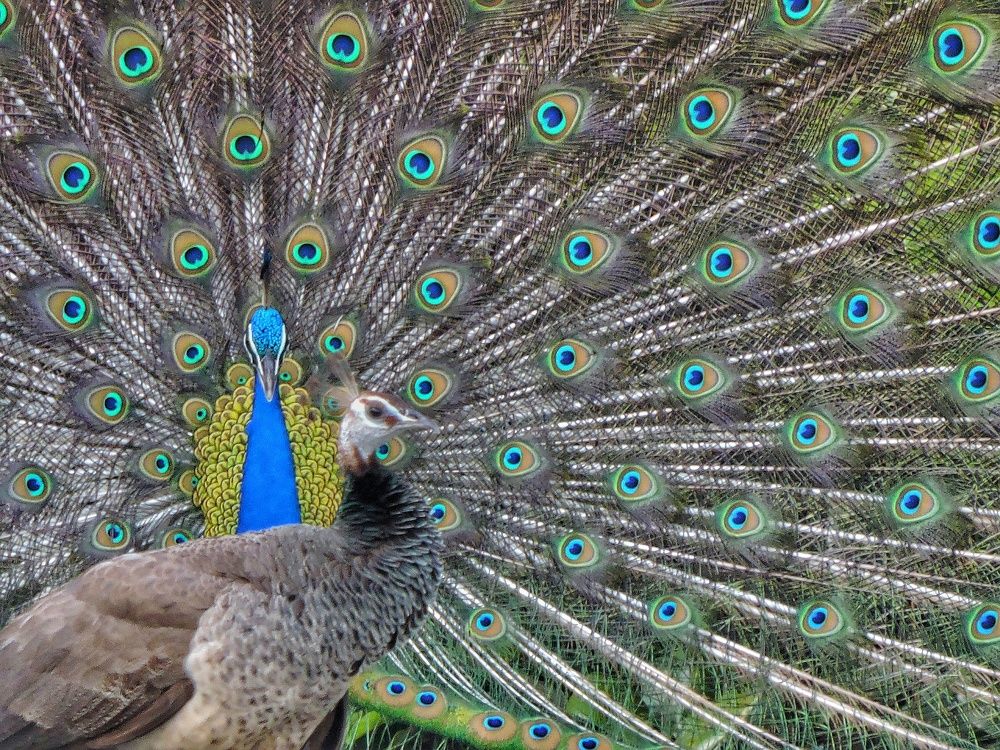 Photograph by Rajan Shah