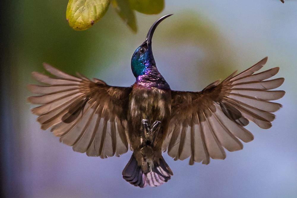 Photograph by Gimantha Perera