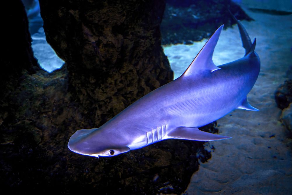 Photograph by Albert Zhager