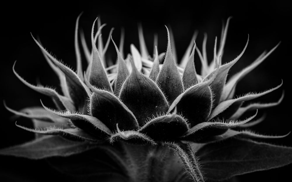 Photograph by SHAJI CHANDRAN