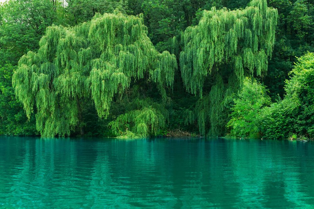 зеленая ива на берегу озера