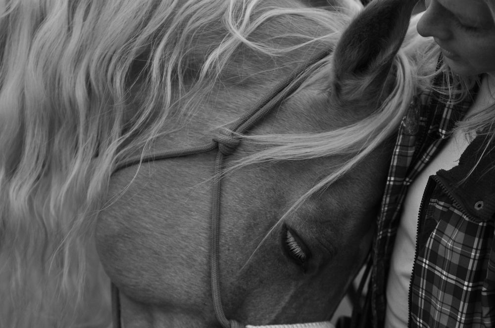 Любовь к лошади