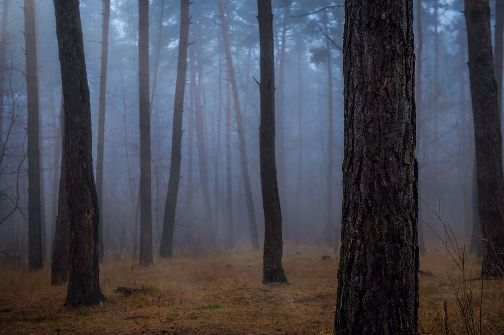 Photograph by Анна Пикаленко