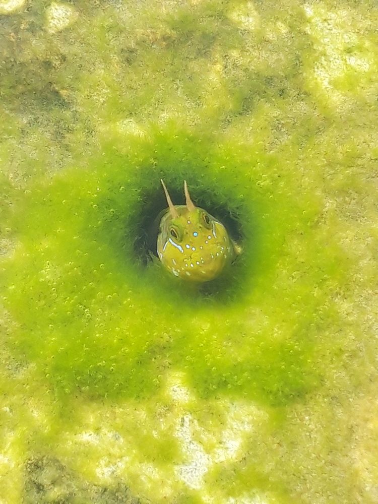 Морское чудо!