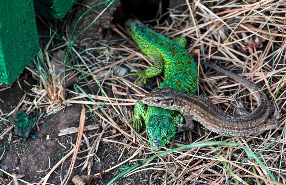 Photograph by Виталий Слёзка