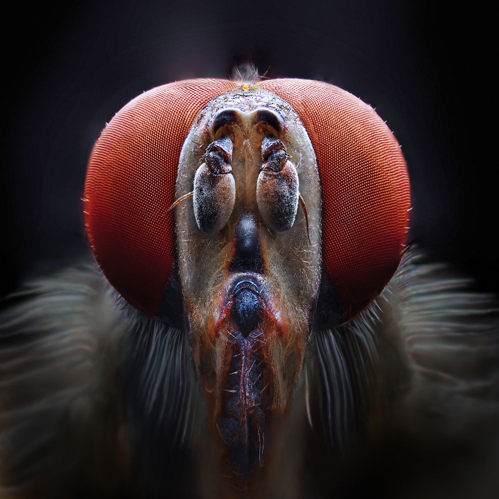 Photograph by Eduardo Modolo