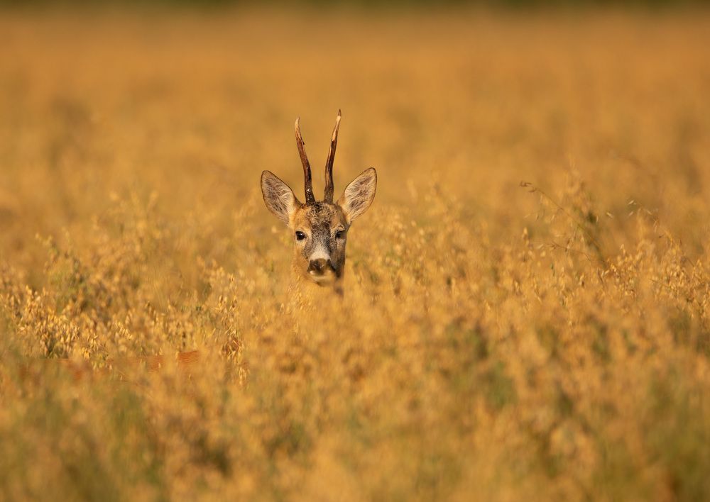Photograph by Владимир Пакалевич