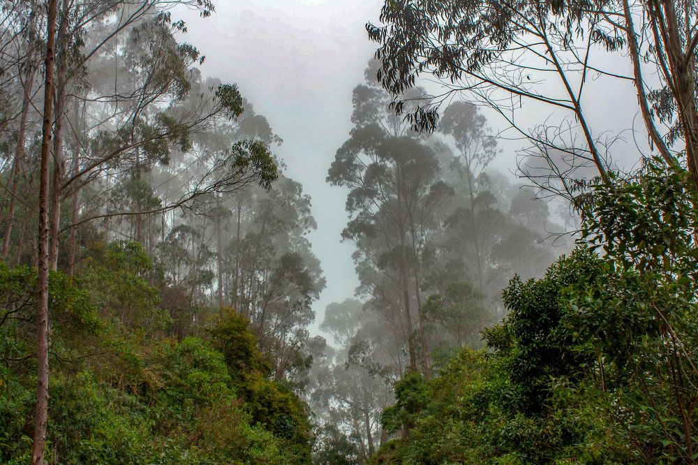 tree trail