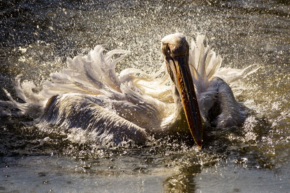 Фотография автора Andrej Levius