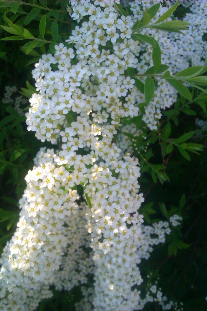 Photograph by Алия Хафизова