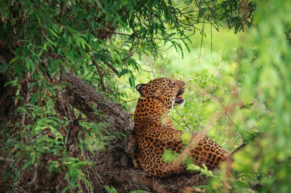 Photograph by Pavith Malaka Senarathne