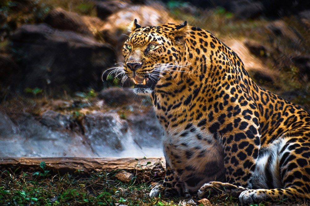 Фотография автора Karukola Puneeth