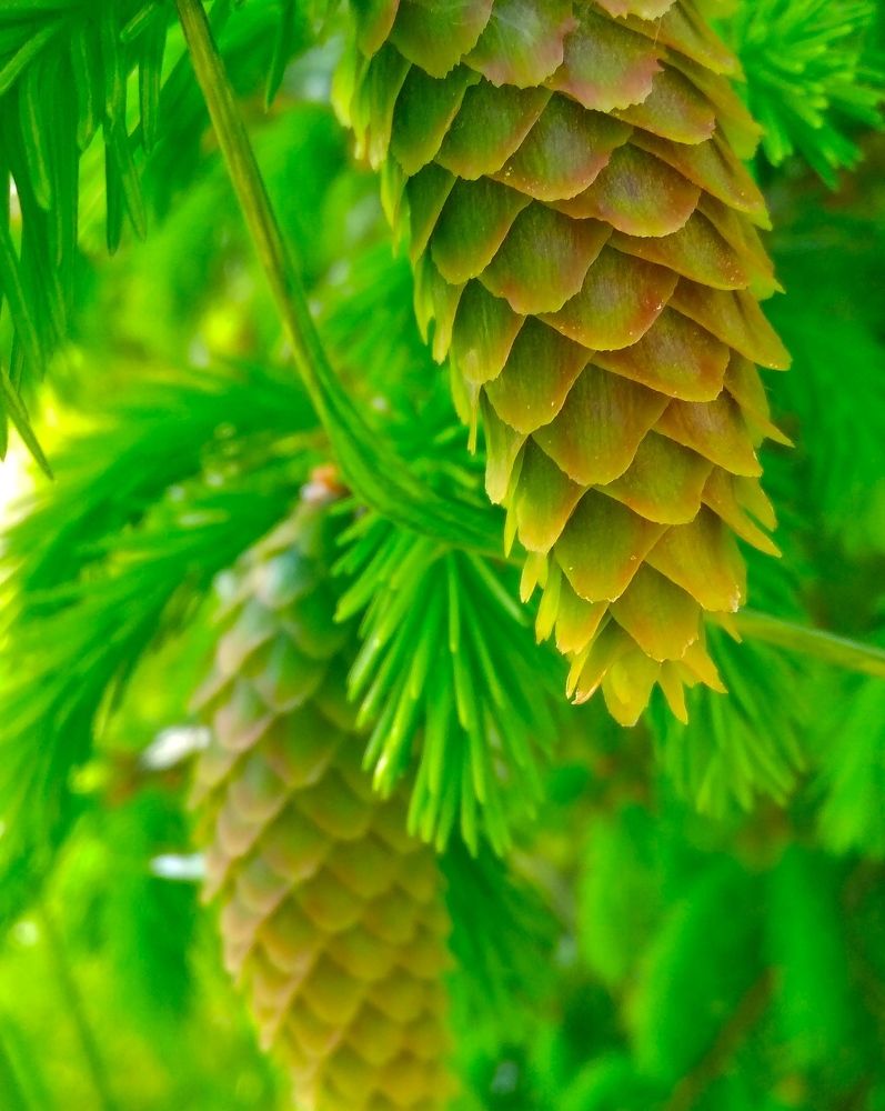 Фотография автора Анжелика Чашинская