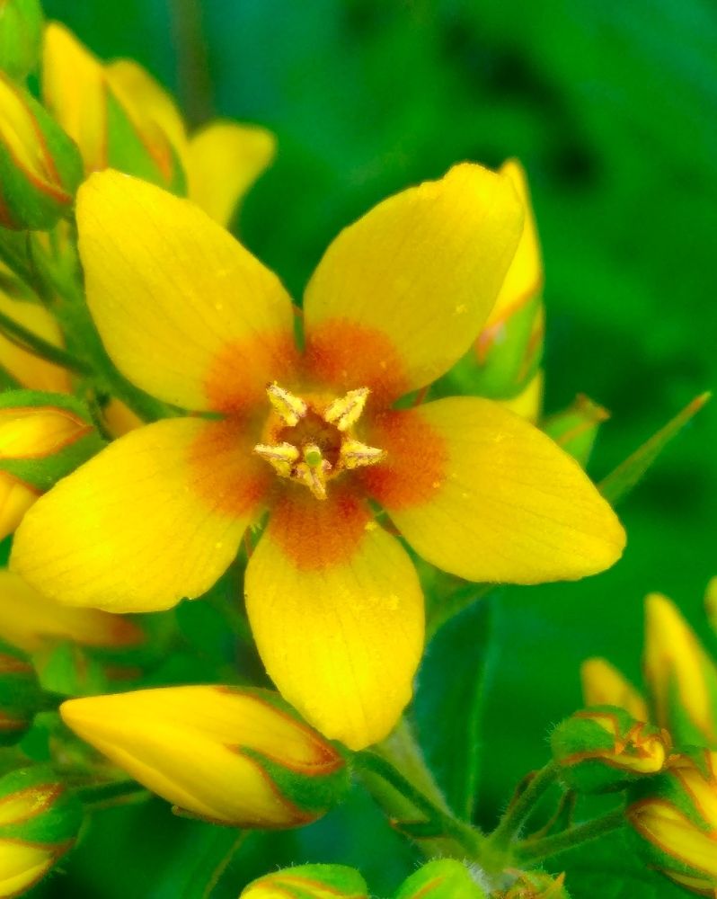 Фотография автора Анжелика Чашинская