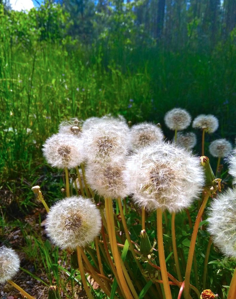 Фотография автора Анжелика Чашинская