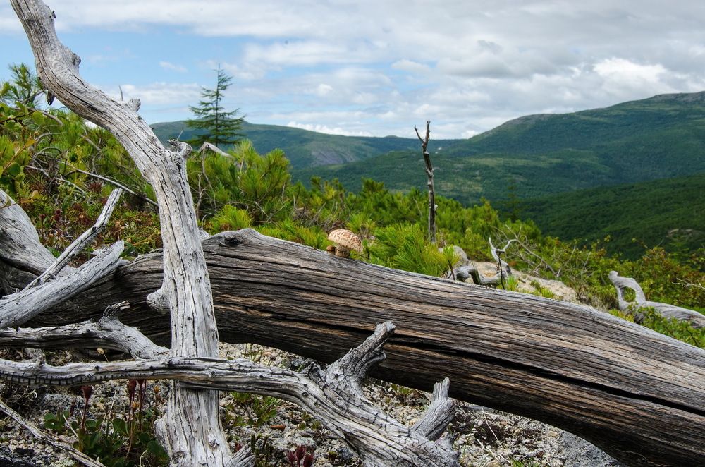 Photograph by Галина Проценко