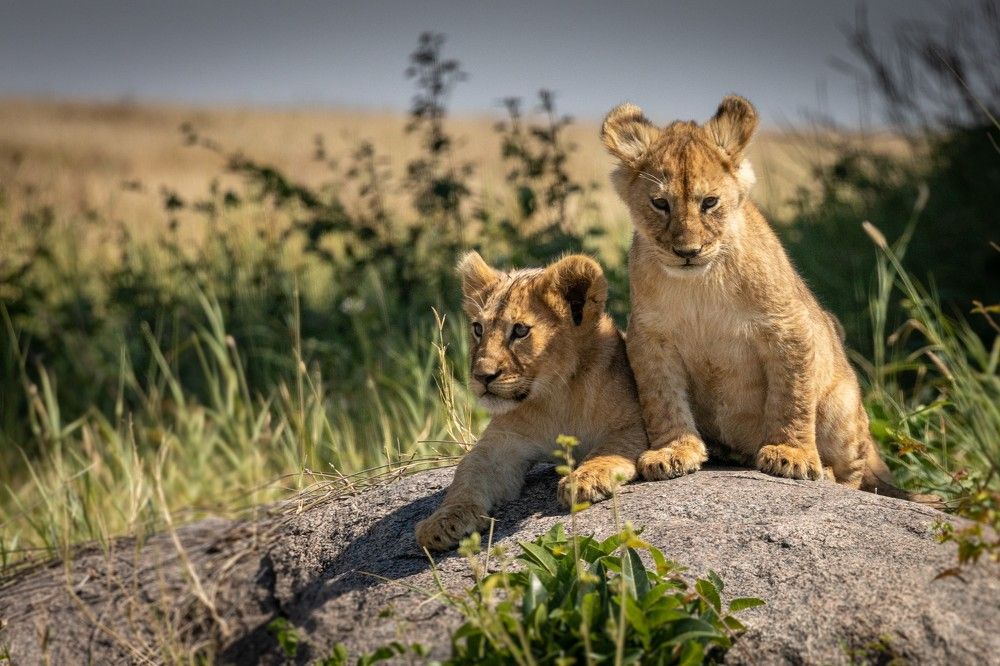 Photograph by Roman Bevzenko