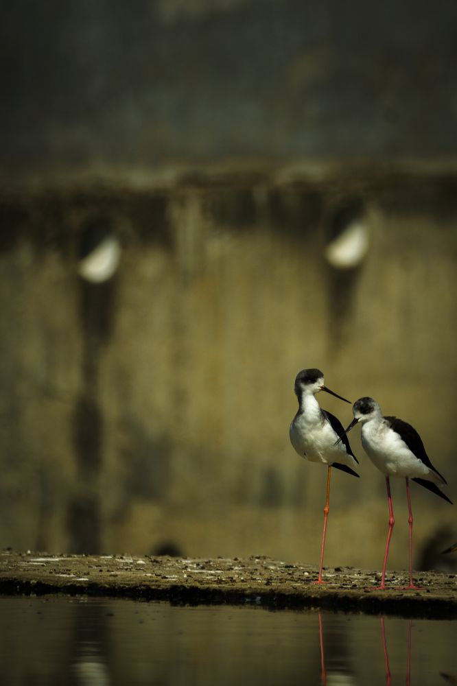 BLACK WINGED STILT