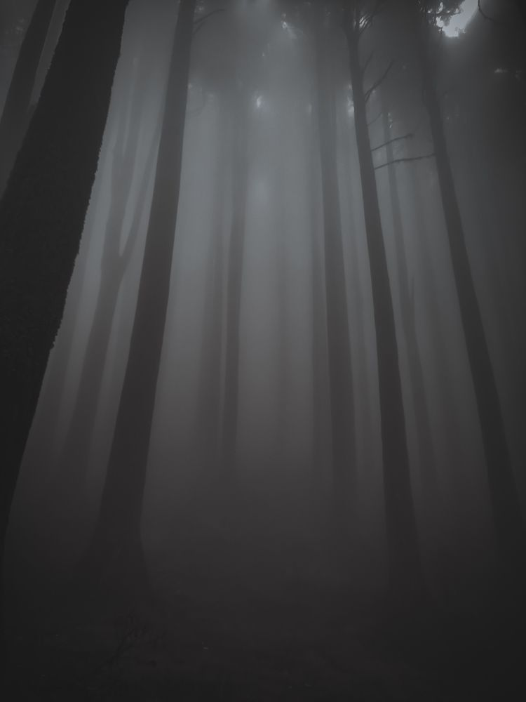 Photograph by V.Ramakrishnan