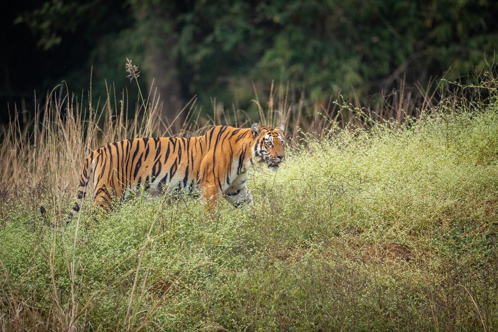 Photograph by Jayanth G