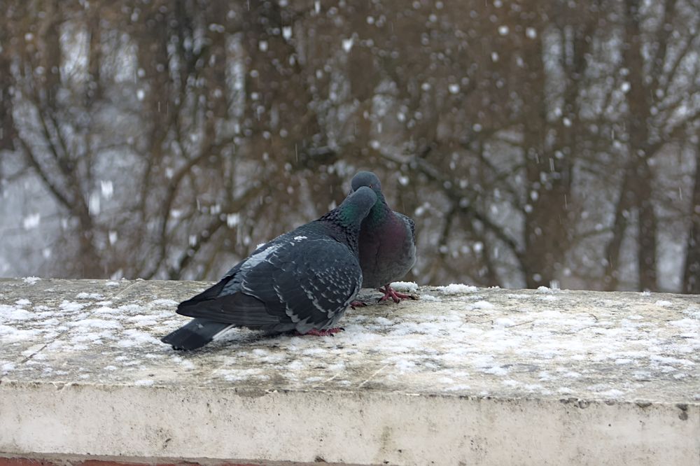 Photograph by Евгений Беленков