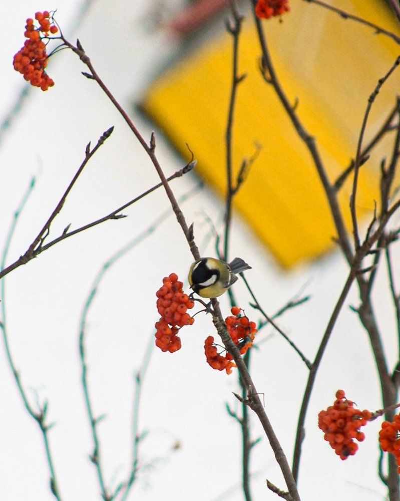 Photograph by Светлана Хамитова