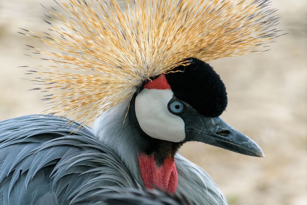 Photograph by Andras Szaknyeri