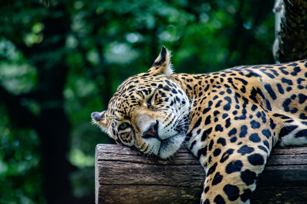 Photograph by Andras Szaknyeri