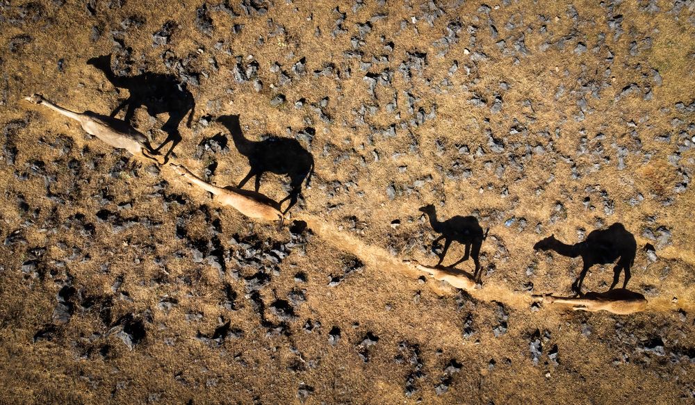 Photograph by Khalid Al-Wadhaihi