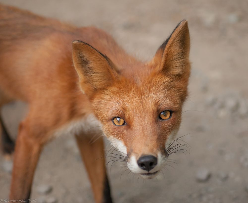 Photograph by Евгений Владимиров