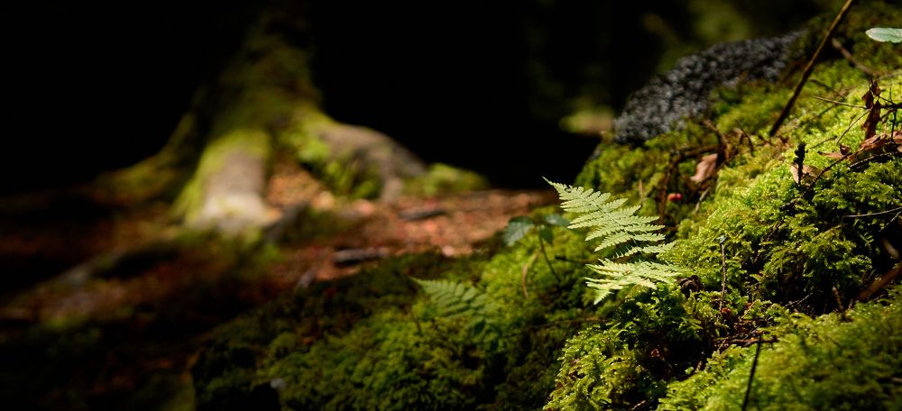 Фотография автора Сергей Фиданян