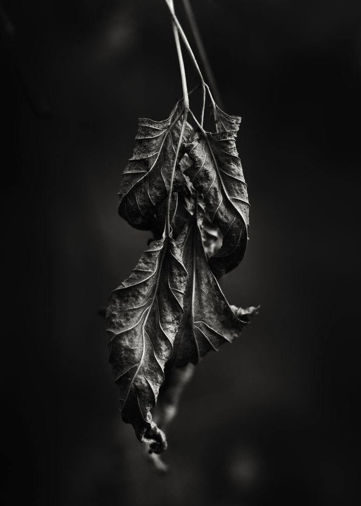 Photograph by Максим Салихов