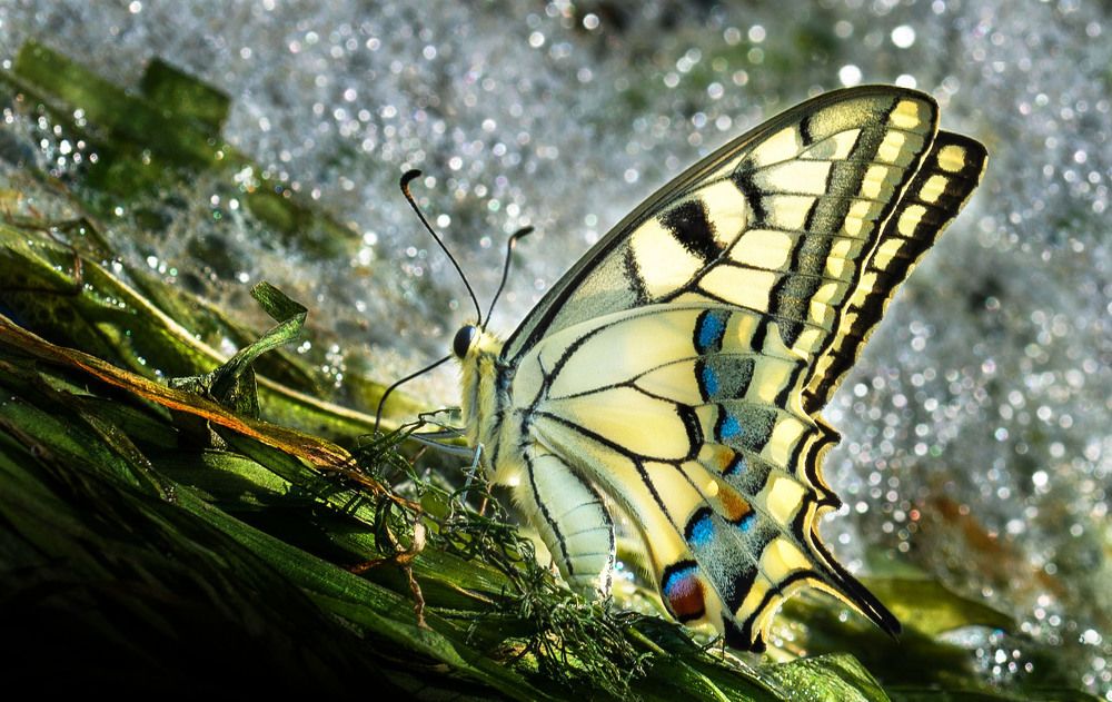 Махаон, Парусник