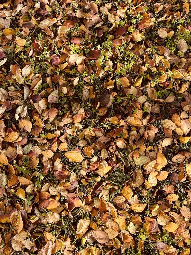 Живая осень