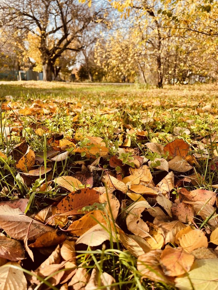 Золото под ногами