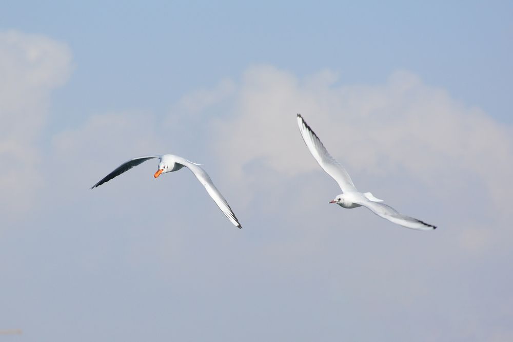 Photograph by Mohammad Amin Ghaffari