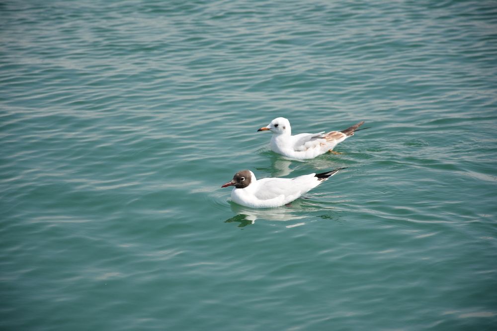 Photograph by Mohammad Amin Ghaffari